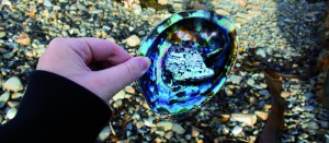 Abalone shell - Wellington